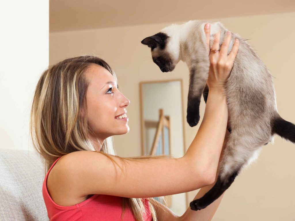 Cat Grooming in Dubai: Essential Care for Your Feline’s Health and Comfort