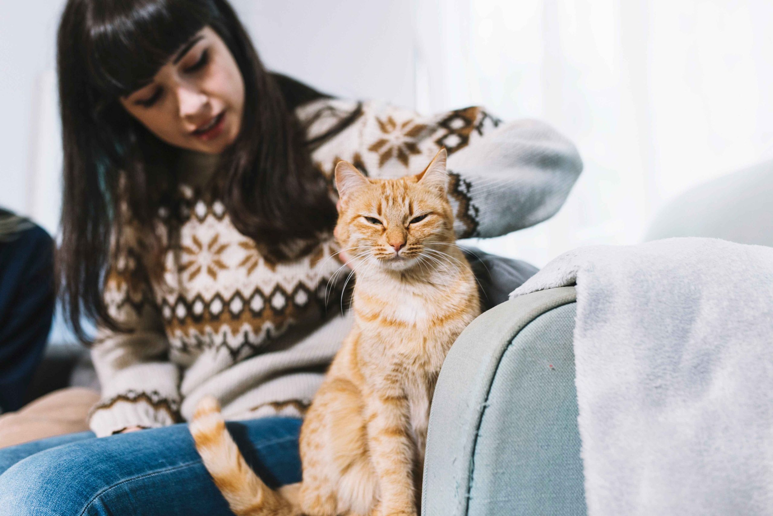 Cat Grooming in Dubai: Essential Care for Your Feline’s Health and Comfort